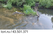 Большой ручей, с медленно текущей водой посередине ручья зелёная трава и камни. A large stream, with slowly flowing water in the middle of the stream, green grass and stones. Стоковое видео, видеограф Наталья Пеньшина / Фотобанк Лори