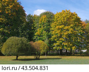 Желтеющие деревья в парке Дрозды, Минск, Беларусь (2018 год). Стоковое фото, фотограф Алексей Иванов / Фотобанк Лори