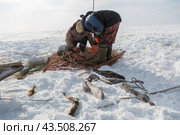 Подледный лов рыбы в Обской губе на Ямале (2018 год). Редакционное фото, фотограф Николай Гернет / Фотобанк Лори