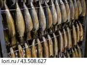 Заготовка рыбной продукции на рыболовецком судне в Баренцевом море. Стоковое фото, фотограф Николай Гернет / Фотобанк Лори