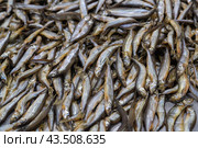 Заготовка рыбной продукции на рыболовецком судне в Баренцевом море. Стоковое фото, фотограф Николай Гернет / Фотобанк Лори