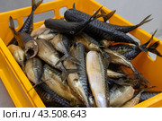 Заготовка рыбной продукции на рыболовецком судне в Баренцевом море. Стоковое фото, фотограф Николай Гернет / Фотобанк Лори