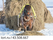 Тягловые лошади в Мезенском районе Архангельской области (2018 год). Стоковое фото, фотограф Николай Гернет / Фотобанк Лори