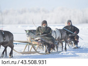 Гонки на оленях по Канинской тундре в Ненецком автономном округе (2013 год). Стоковое фото, фотограф Николай Гернет / Фотобанк Лори