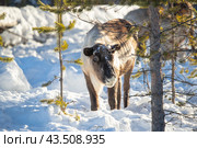 Олени в лесах Архангельской области. Стоковое фото, фотограф Николай Гернет / Фотобанк Лори
