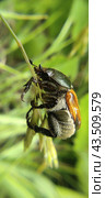 Хлебный жук (Anisoplia austriaca) Стоковое фото, фотограф Роман Загиров / Фотобанк Лори