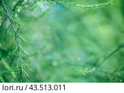 Asparagus plant in dew drops. natural background with copy space. Стоковое фото, фотограф Ольга Ильина / Фотобанк Лори