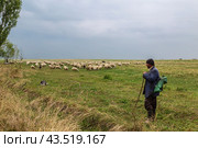 Пастух и собака пасут овец в долине (2018 год). Редакционное фото, фотограф Наталья Волкова / Фотобанк Лори