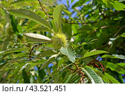 Незрелый плод каштана посевного  (Castanea sativa Mill.) Стоковое фото, фотограф Ирина Борсученко / Фотобанк Лори