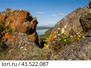 Summer arctic landscape. Yellow flowers of Potentilla (cinquefoils) among the rocks. View of the stones and the river valley. Blooming plants in the summer tundra. Nature of Chukotka and Siberia. Стоковое фото, фотограф Андрей Степанов / Фотобанк Лори