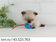 Голубоглазый котенок окраса колор-поинт играет с игрушкой мышкой. Стоковое фото, фотограф Наталья Гармашева / Фотобанк Лори