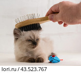 Груминг. Рука с щеткой расчесывает котенка окраса колор-поинт. Стоковое фото, фотограф Наталья Гармашева / Фотобанк Лори