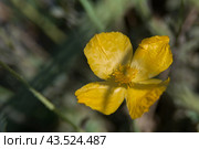Polar poppy (Papaver radicatum) is a perennial herbaceous plant, a species of the genus Poppy (Papaver) of the family Papaveraceae. Стоковое фото, фотограф Evgenii Predibailo / Фотобанк Лори