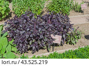 Базилик душистый (lat. Ocimum basilicum) на грядке с лекарственными растениями в Аптекарском Огороде (филиал ботанического сада МГУ). Москва. Стоковое фото, фотограф Сергей Рыбин / Фотобанк Лори