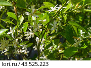 Цветущий каламондин (lat. Citrus microcarpa) в Аптекарском Огороде (филиал ботанического сада МГУ). Москва. Июль, солнечно. Стоковое фото, фотограф Сергей Рыбин / Фотобанк Лори