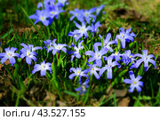 Первые цветы. Scilla (Chionodoxa) blue flowers. Beautiful spring background. Стоковое фото, фотограф Photolart / Фотобанк Лори