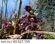 Морозник фиолетовый (лат. Helleborus) Стоковое фото, фотограф Photolart / Фотобанк Лори