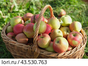 Big Red Apples In Farm Basket. Wicker Basket of ripe fresh apples. Product extracted from Apple. Autumn And Harvest Concept. Apple Orchard, Harvesting. Fruit Garden at Fall Crop. Sunny Day, Shadow. Стоковое фото, фотограф Марина Демидюк / Фотобанк Лори