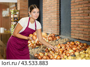 Girl seller of garden stuff store is replenishing showcase with vegetables, puts onion on showcase. Стоковое фото, фотограф Яков Филимонов / Фотобанк Лори