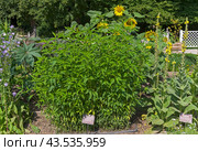 Топинамбур (lat. Helianthus tuberosus) на грядке с лекарственными растениями в Аптекарском Огороде (филиал ботанического сада МГУ). Москва. Июль, солнечно. Стоковое фото, фотограф Сергей Рыбин / Фотобанк Лори