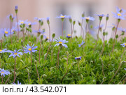 Blue daisy bush or blue felicia (lat.- Felicia amelloides) Стоковое фото, фотограф Irina Opachevsky / Фотобанк Лори