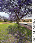 Beautiful flowering Jacaranda (lat.- Jacaranda mimosifolia) Стоковое фото, фотограф Irina Opachevsky / Фотобанк Лори
