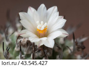 Flowering cactus Turbinicarpus macrochele, macro shot. Стоковое фото, фотограф Александр Курлович / Фотобанк Лори