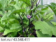 Цветок и листья баклажана (Solanum melongena l.) Стоковое фото, фотограф Ирина Борсученко / Фотобанк Лори