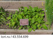 Подорожник большой (lat. Plantago major) на грядке с лекарственными растениями в Аптекарском Огороде (филиал ботанического сада МГУ). Москва. Июль, солнечно. Стоковое фото, фотограф Сергей Рыбин / Фотобанк Лори