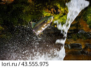 Горбуша в прыжке пытается преодолеть водопад. Стоковое фото, фотограф Дмитрий УТКИН / Фотобанк Лори