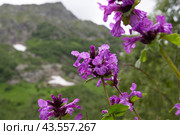 Буквица крупноцветковая (Betonica macrantha) (2024 год). Редакционное фото, фотограф Ирина Яровая / Фотобанк Лори