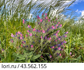 Flowering Judean viper's bugloss (lat.- Echium judaeum) (2024 год). Стоковое фото, фотограф Irina Opachevsky / Фотобанк Лори