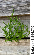 Salicornia, green salt, sea asparagus, planta, the plant replaces salt (2024 год). Редакционное фото, фотограф Лика / Фотобанк Лори