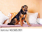 A brown and black Herding dog standing in a living room. Стоковое фото, фотограф Аксенова Вера / Фотобанк Лори