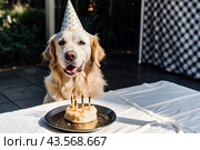A golden fat retriever celebrates his birthday. The dog is sitting with a cake, balloons and flags at a pet's birthday party. Стоковое AI-изображение, AI-художник Photojuli / Фотобанк Лори