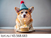 Golden Welsh corgi celebrates his birthday. The dog is sitting with a cake, balloons and flags at a pet's birthday party. Стоковое AI-изображение, AI-художник Photojuli / Фотобанк Лори