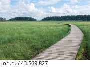 Wooden walkways on the tourist route through the swamp, educational nature trail in the protected fen landscape. Стоковое фото, фотограф Евгений Харитонов / Фотобанк Лори