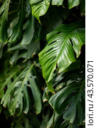 Green monstera flower grows in a greenhouse, green leaves background, nature concept, copy space. Стоковое фото, фотограф Ирина Михайличенко / Фотобанк Лори
