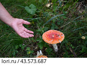 Fly agaric or fly-amanita mushrooms fungi with dark blur background and grass on surface. Стоковое фото, фотограф Вербицкая Светлана / Фотобанк Лори