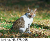 Photography of a big homeless fighting cat. Ragged ear. Cat meows loudly. He is begging food. Open cat mouth widely. Animals theme. Стоковое фото, фотограф YuryKara / Фотобанк Лори