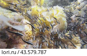 World of a school of Coral Catfish. Стоковое видео, видеограф Ольга Хорошунова / Фотобанк Лори