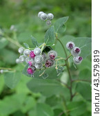 Соцветия и листья репейника, лопуха большого (Arctium lappa L.) Стоковое фото, фотограф Ирина Борсученко / Фотобанк Лори