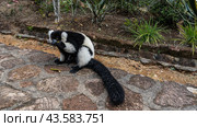 Charming lemur vari Varecia variegata is sitting on a stone path, eating a banana. Fluffy black and white fur, long tail, bright orange eyes. Madagascar. Mantasoa. Lemur Island. Nosy Soa Park (2023 год). Стоковое фото, фотограф Вера Ивановна Кубарева / Фотобанк Лори