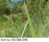 Стрекоза. Сжатобрюх .Sympetrum Vulgatum.Самец. Крупный план. Стоковое фото, фотограф Елена Рассоха / Фотобанк Лори