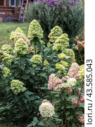 Growing hydrangea paniculata in the garden. Autumn coloring of flowers. Стоковое фото, фотограф Ольга Сейфутдинова / Фотобанк Лори