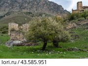 Эгикхал. Село в Ингушетии. (2024 год). Стоковое фото, фотограф Константин Яковлев / Фотобанк Лори