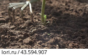loosen the soil around the plant in the garden. Стоковое видео, видеограф Владимир Федоров / Фотобанк Лори