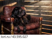 A huge black Shar Pei dog sits in a leather chair. Halloween atmosphere. Стоковое фото, фотограф Мария Мороз / Фотобанк Лори