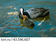 Лысуха (лат. Fulica atra) с птенцом. Стоковое фото, фотограф Головкова Елена / Фотобанк Лори
