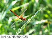 Dragonfly on a background of green grass. Стоковое фото, фотограф Лариса Гордеева / Фотобанк Лори